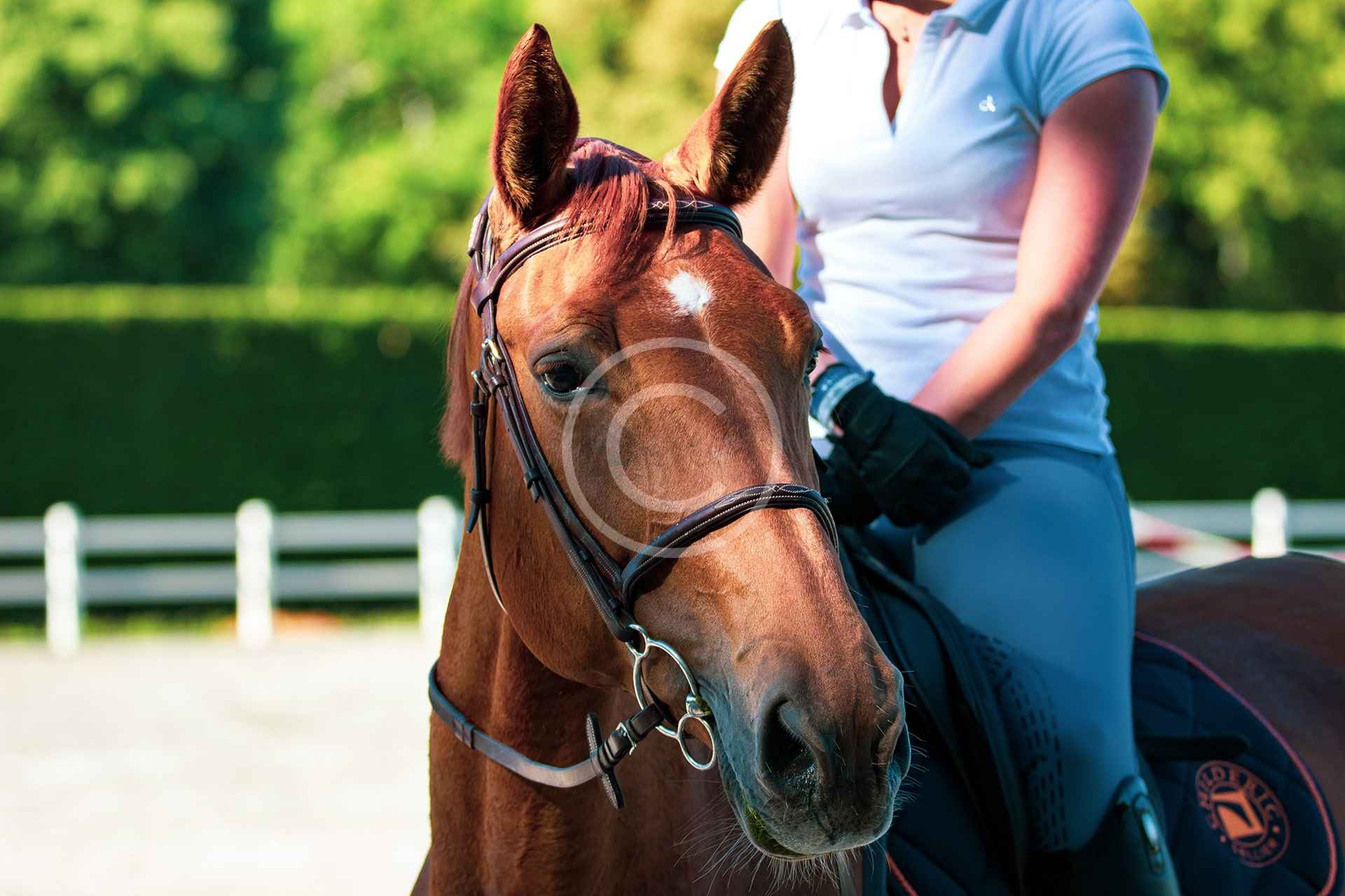 Group Riding Lessons