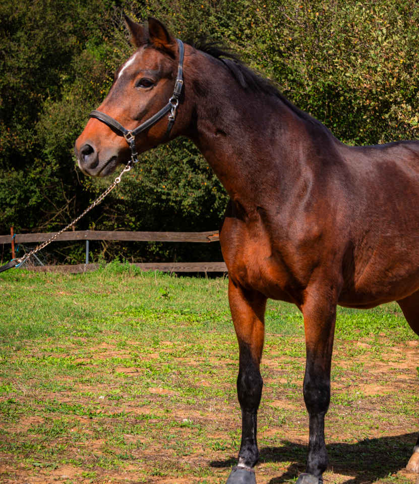 Beautiful_horse_cover