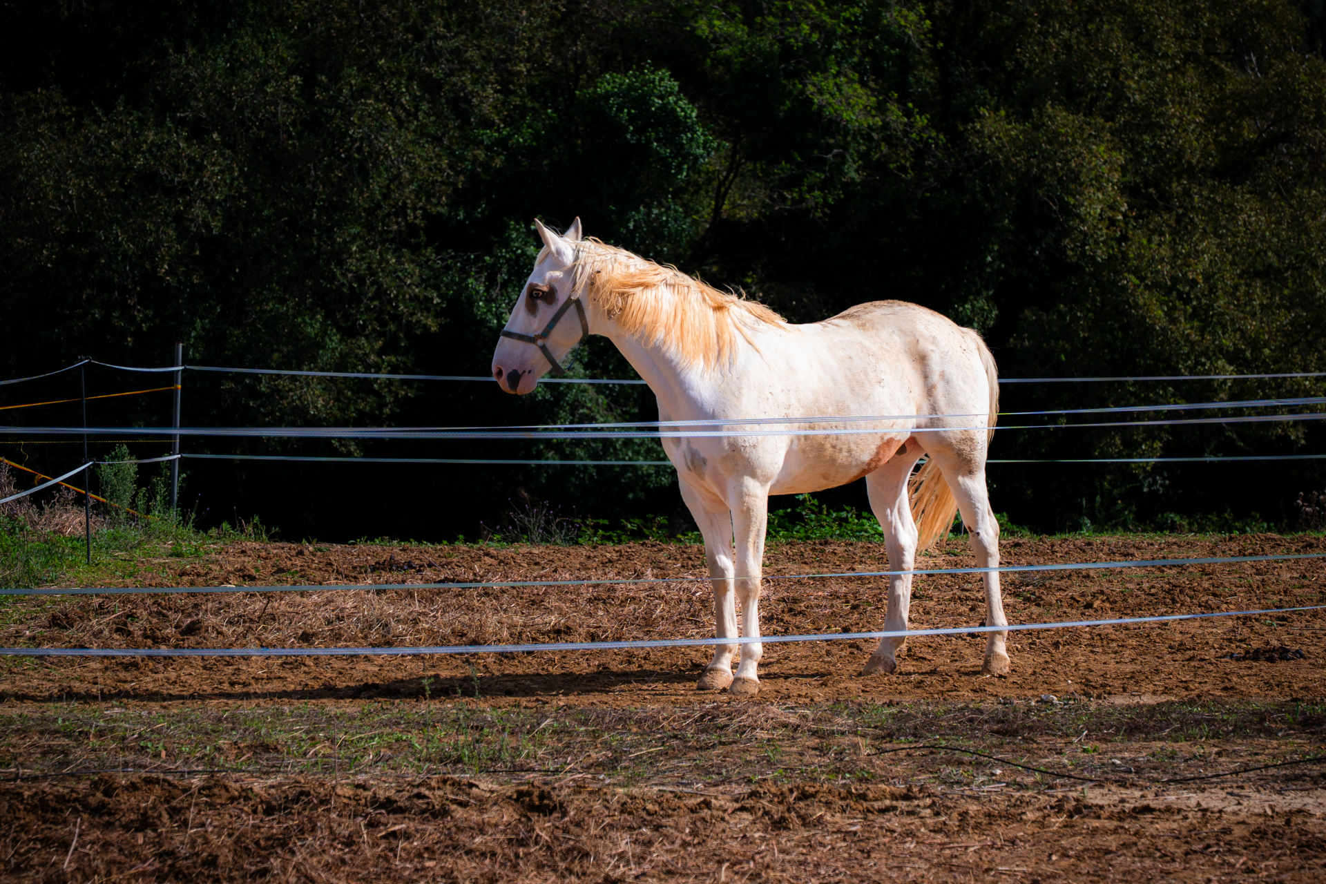 American Quarter Horse