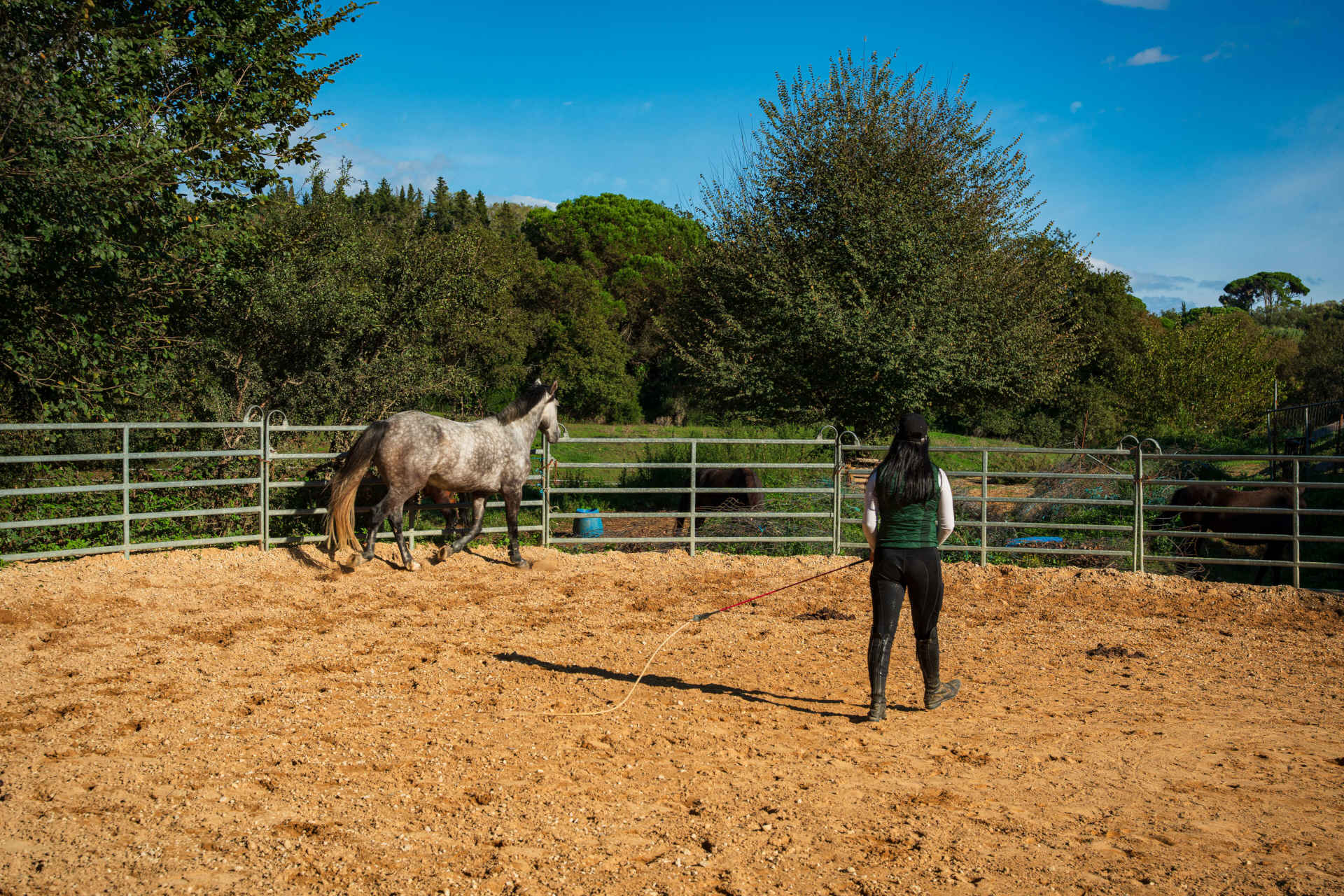 Horse Training